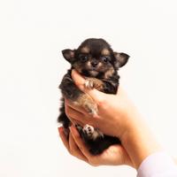 Cucciolo chihuahua pelo lungo