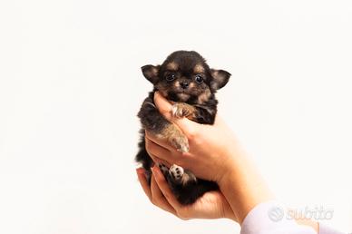 Cucciolo chihuahua pelo lungo