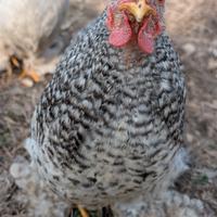Gallo