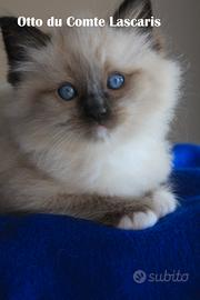 OTTO gattino razza ragdoll con Pedigree
