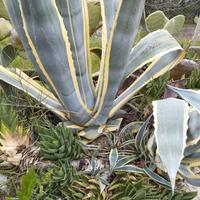 Agave Americana Variegata - N° 5 Polloni con radic