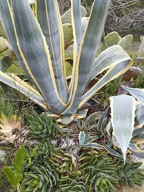 Agave Americana Variegata - N° 5 Polloni con radic