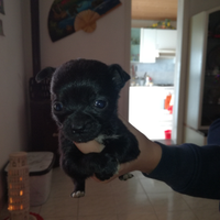 Chihuahua
