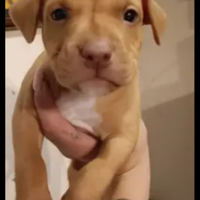Cuccioli di Pitbull