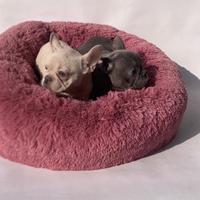 Bulldog Francese - M & F