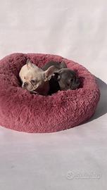 Bulldog Francese - M & F