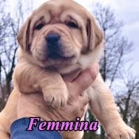 Cuccioli labrador biondi selezione