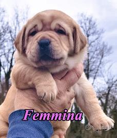 Cuccioli labrador biondi selezione