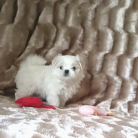 Cucciolo maltese coreano toy linea grandi occhi