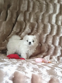 Cucciolo maltese coreano toy linea grandi occhi