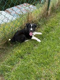 Cuccioli borde collie