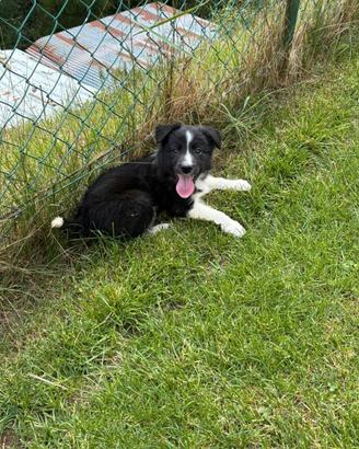 Cuccioli borde collie