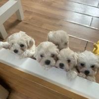 Maltese
