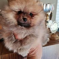 Cuccioli di spitz pomerania maschi e femmine