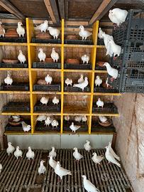 Colombi bianchi viaggiatori in noleggio