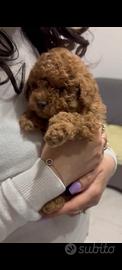 Barboncina adorabile