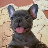 Cuccioli di bulldog francese blu