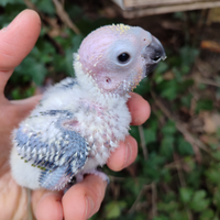 Conuri del sole baby