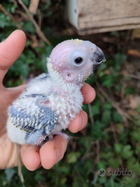 Conuri del sole baby