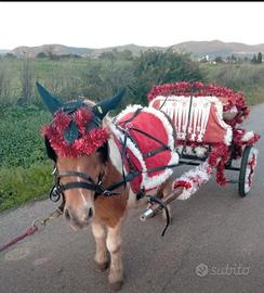 Pony Shetland con carrozza e finimenti