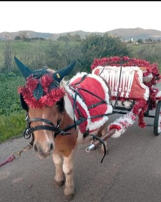 Pony Shetland con carrozza e finimenti