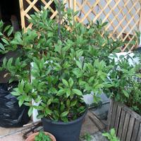 PHOTINIA