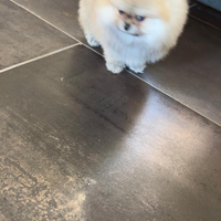 Volpino Pomerania nano con pedigree