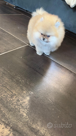 Volpino Pomerania nano con pedigree