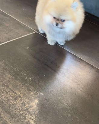Volpino Pomerania nano con pedigree