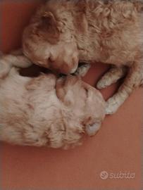 Cuccioli di Barboncino