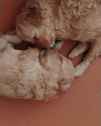 Cuccioli di Barboncino
