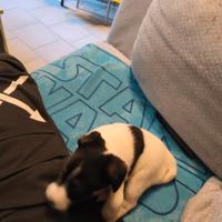 Cucciolo di Jack russell terrier