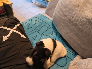 Cucciolo di Jack russell terrier