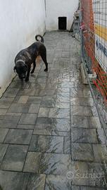 Cane corso femine