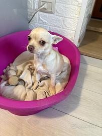 Chihuahua