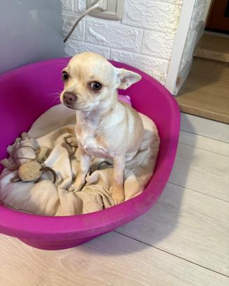 Chihuahua