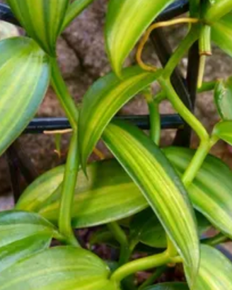 Orchidea Vaniglia Variegata - Orchidaceae Vaniglia