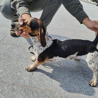 Cane da caccia coniglio