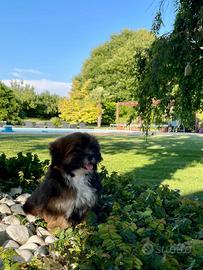 Cuccioli Lhasa Apso