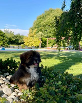 Cuccioli Lhasa Apso