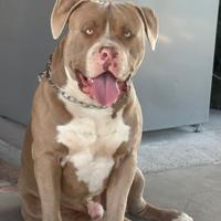 Cane american bully di mesi 12