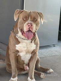 Cane american bully di mesi 12