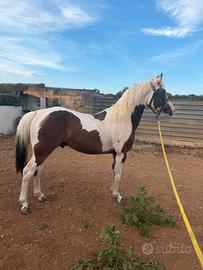 Cavallo paint