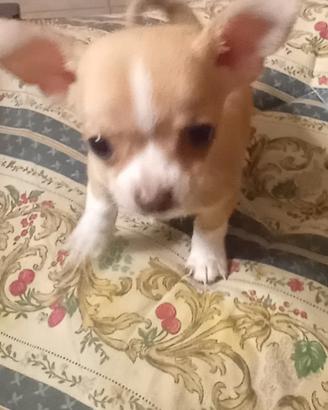 Chihuahua