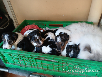 Cuccioli di fox terrier