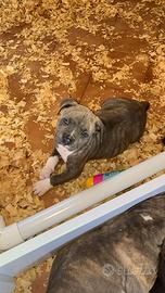 Pitbull