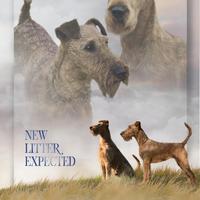 Cuccioli di Irish terrier