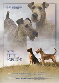 Cuccioli di Irish terrier