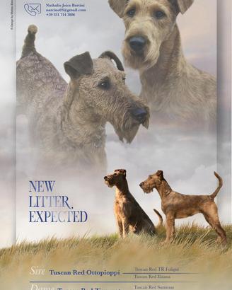 Cuccioli di Irish terrier