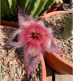 Talea stapelia hirsuta